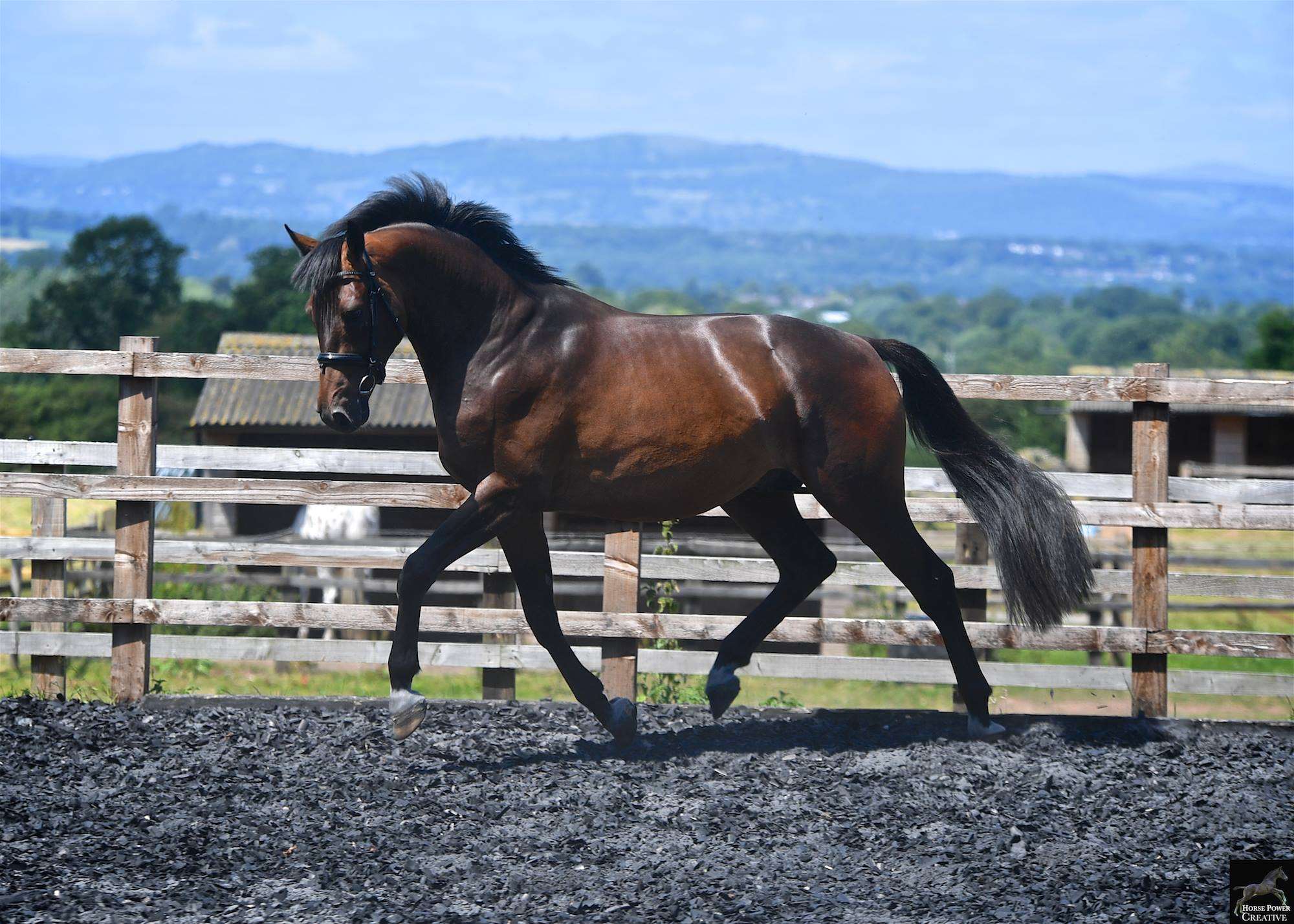 King Leatherdale Stallion